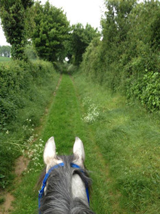 Chemin en herbe